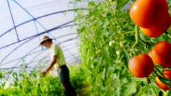 Canicule : le gouvernement annonce des premières mesures d’urgence pour les agriculteurs Canicule : le gouvernement annonce des premières mesures d’urgence pour les agriculteurs