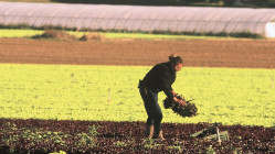 Loi d&rsquo;urgence agricole : eau, pesticides, &eacute;levage&hellip; ce que contient le texte adopt&eacute; par les d&eacute;put&eacute;s
