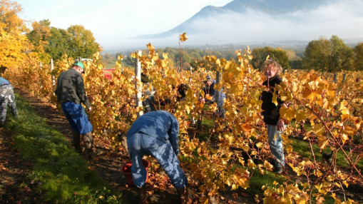 Bourgogne : les vendanges commencent d&egrave;s le 8 ao&ucirc;t, du jamais-vu pour les cr&eacute;mants