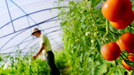 Canicule : le gouvernement annonce des premières mesures d’urgence pour les agriculteurs Canicule : le gouvernement annonce des premières mesures d’urgence pour les agriculteurs
