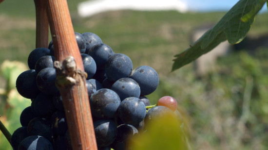 Vin français : les vendanges 2026 s’annoncent parmi les plus faibles depuis près de 70 ans Vin français : les vendanges 2026 s’annoncent parmi les plus faibles depuis près de 70 ans