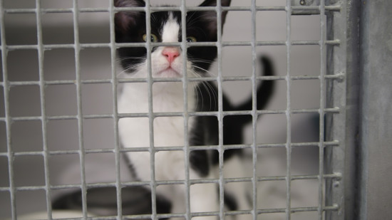 Abandons d&rsquo;animaux : la SPA bat un triste record durant l&rsquo;&eacute;t&eacute; 2026