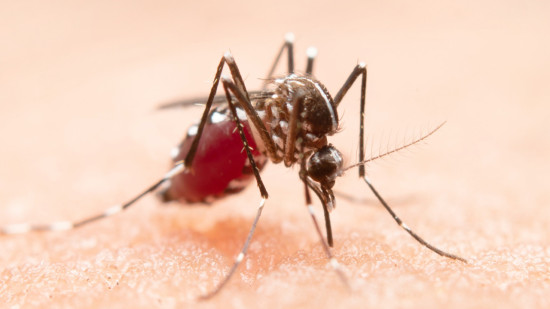 Moustiques : 117 cas de virus West Nile recens&eacute;s en France, quels d&eacute;partements sont touch&eacute;s ?