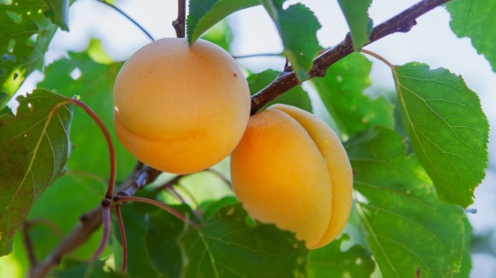 Connaissez-vous la "prunabricot" ? Ce nouveau fruit arrive dans les rayons français Connaissez-vous la "prunabricot" ? Ce nouveau fruit arrive dans les rayons français