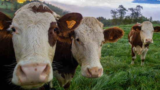Shamonda : un virus animal d&eacute;tect&eacute; pour la premi&egrave;re fois chez un humain